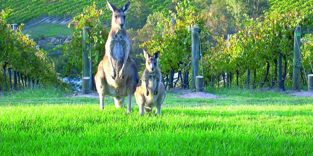Australia & New Zealand