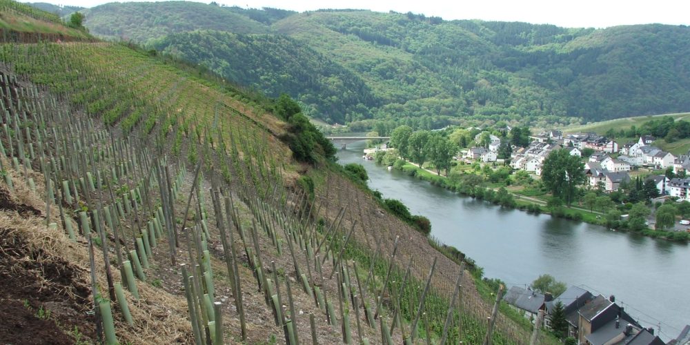 Germany’s Wine Regions